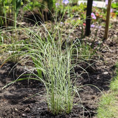 Miscanthus sinensis 'Morning Light'