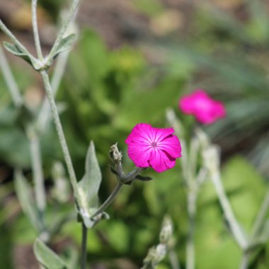 Lychnis coronaria syn. Agrostemma coronaria syn. Agrostemma tomentosum