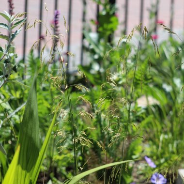 Deschampsia cespitosa 'Goldschleier'