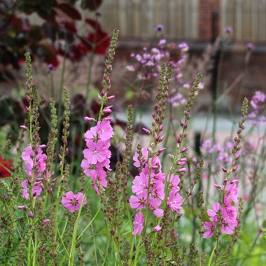 Sidalcea  malviflora