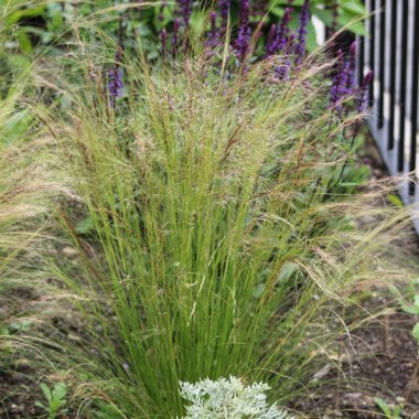 Nassella tenuissima syn. Stipa tenuissima