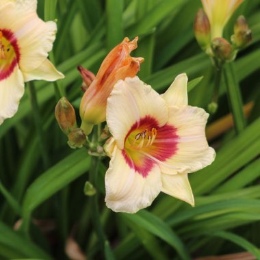 Hemerocallis 'Pandora's Box'