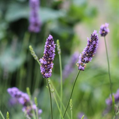 Lavandula x intermedia 'Phenomenal'