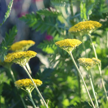 Achillea filipendulina 'Cloth of Gold'