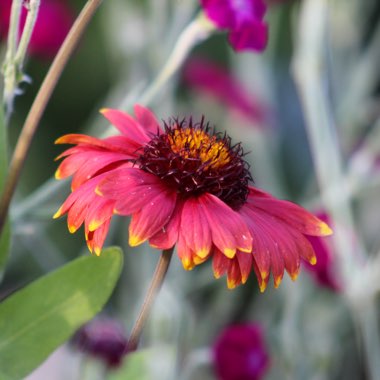 Gaillardia x grandiflora 'Burgunder' syn. Gaillardia 'Burgunder', Gaillardia x grandiflora 'Burgundy', Gaillardia 'Burgundy'