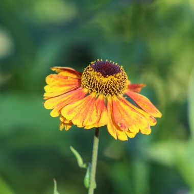 Helenium autumnale 'Waltrut'