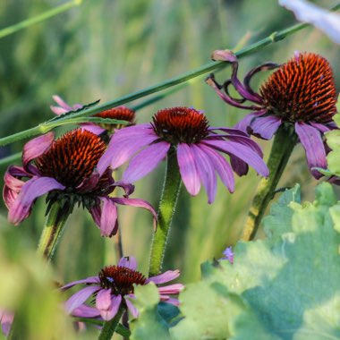 Echinacea purpurea 'Primadonna Deep Rose' (Primadonna Series)