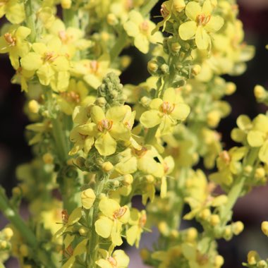 Verbascum olympicum