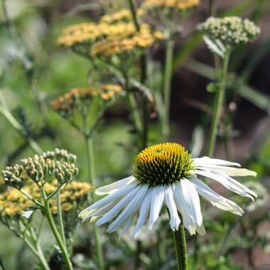 Echinacea purpurea 'White Swan'