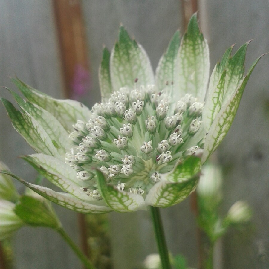 plant image 114679