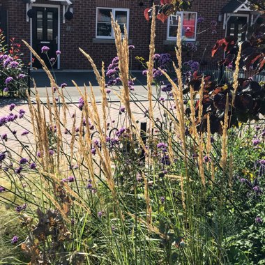 Calamagrostis x acutiflora 'Overdam'