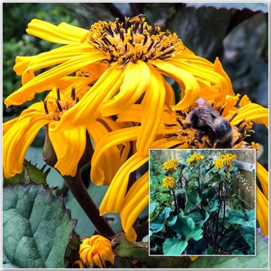 Ligularia dentata 'Britt Marie Crawford'