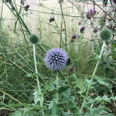 Echinops ritro 'Veitch's Blue'