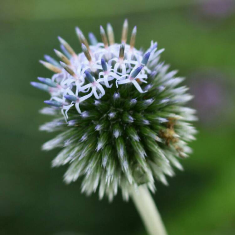 plant image 1184089