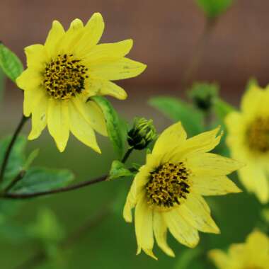 Helianthus 'Lemon Queen'