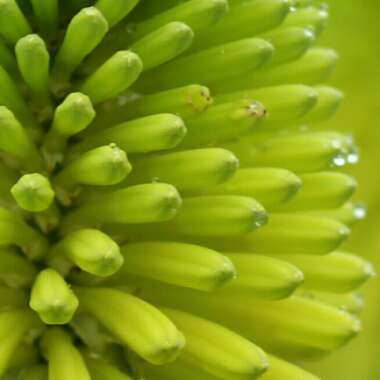 Kniphofia 'Limelight'