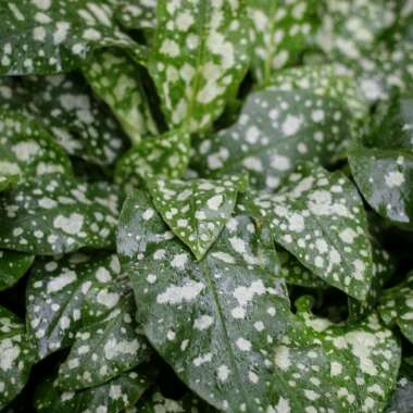 Pulmonaria 'Trevi Fountain'