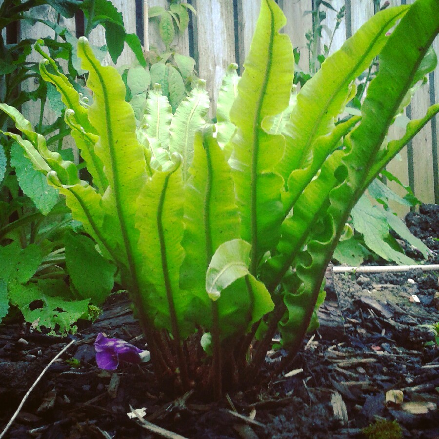 Asplenium scolopendrium 'Undulatum'