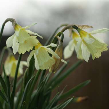 Narcissus 'W.P. Milner' syn. Narcissus 'Mr Milner'