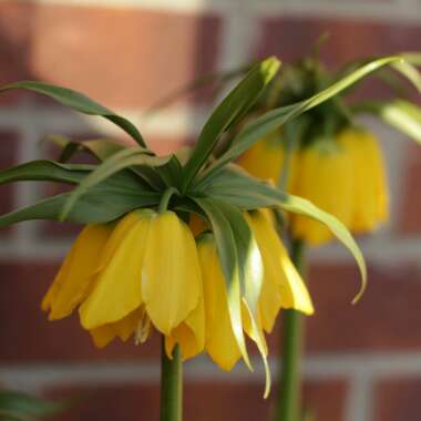 Fritillaria imperialis 'Lutea'