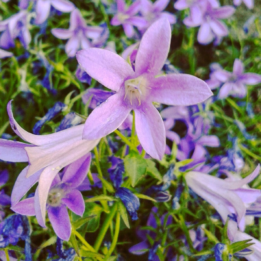 Plant image Campanula Muralis Syn. C. Portenschlagiana