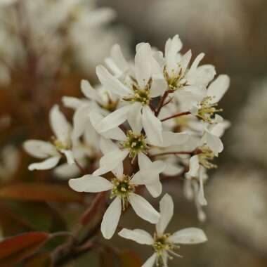 Amelanchier canadensis