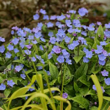 Omphalodes cappadocica 'Cherry Ingram'