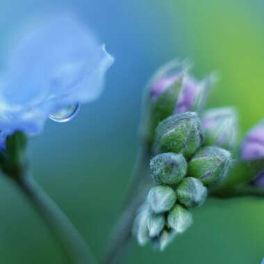 Omphalodes cappadocica 'Cherry Ingram'