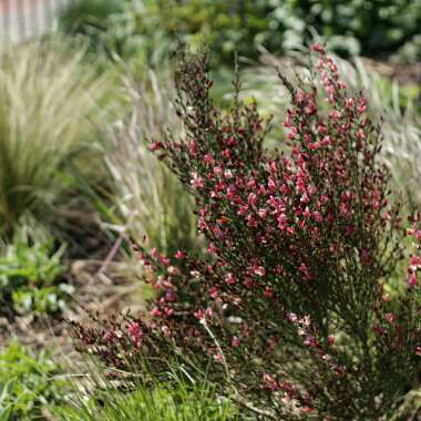 Cytisus x boskoopii 'Hollandia' syn. Cytisus 'Hollandia'