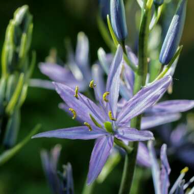 Camassia leichtlinii subsp. suksdorfii (Caerulea Group)