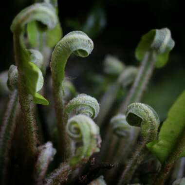 Asplenium scolopendrium 'Undulatum'