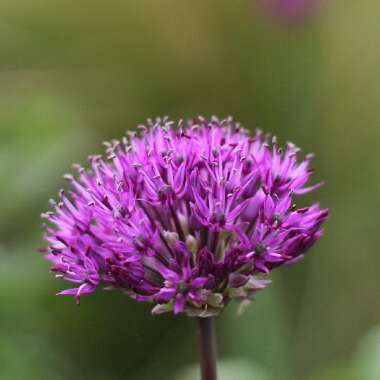 Allium hollandicum 'Purple Sensation' syn. Allium 'Purple Sensation', Allium aflatunense 'Purple Sensation'