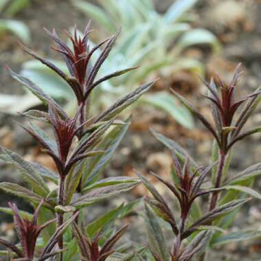 Veronicastrum virginicum 'Erika'