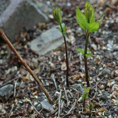 Eupatorium maculatum 'Atropurpureum'