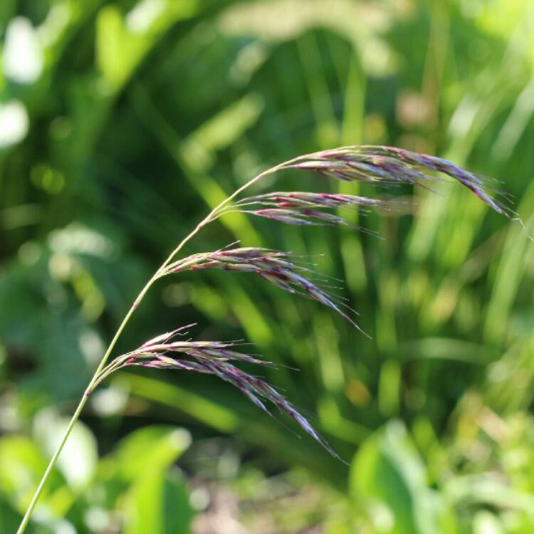 Plant image Helictotrichon sempervirens