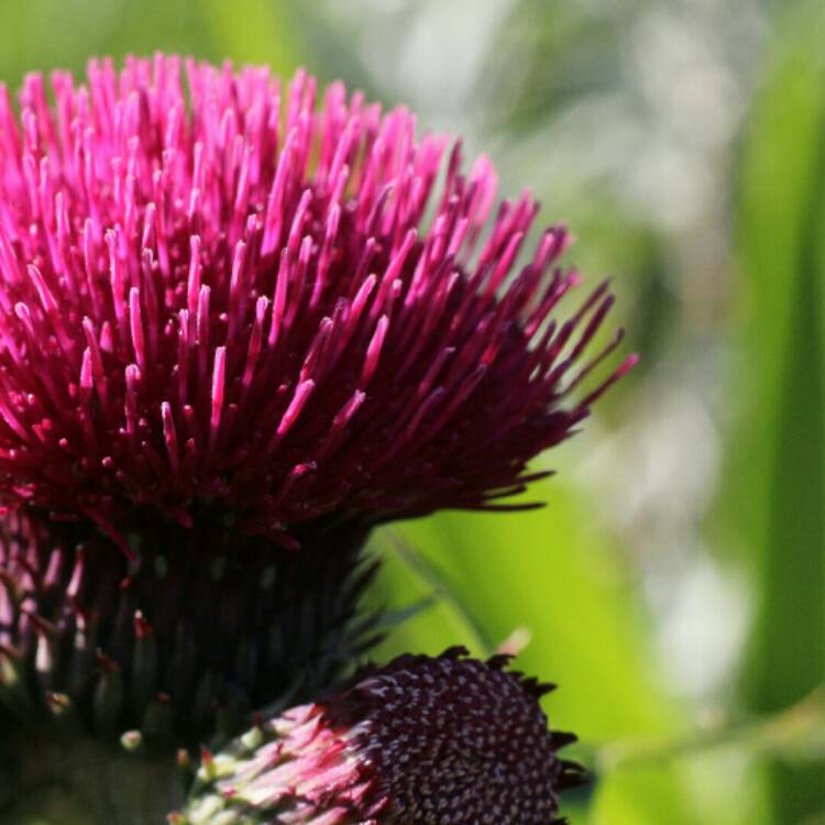 Plant image Cirsium rivulare 'Atropurpureum'