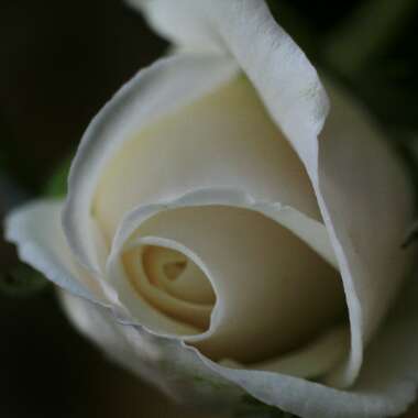 Rosa 'Climbing Iceberg'