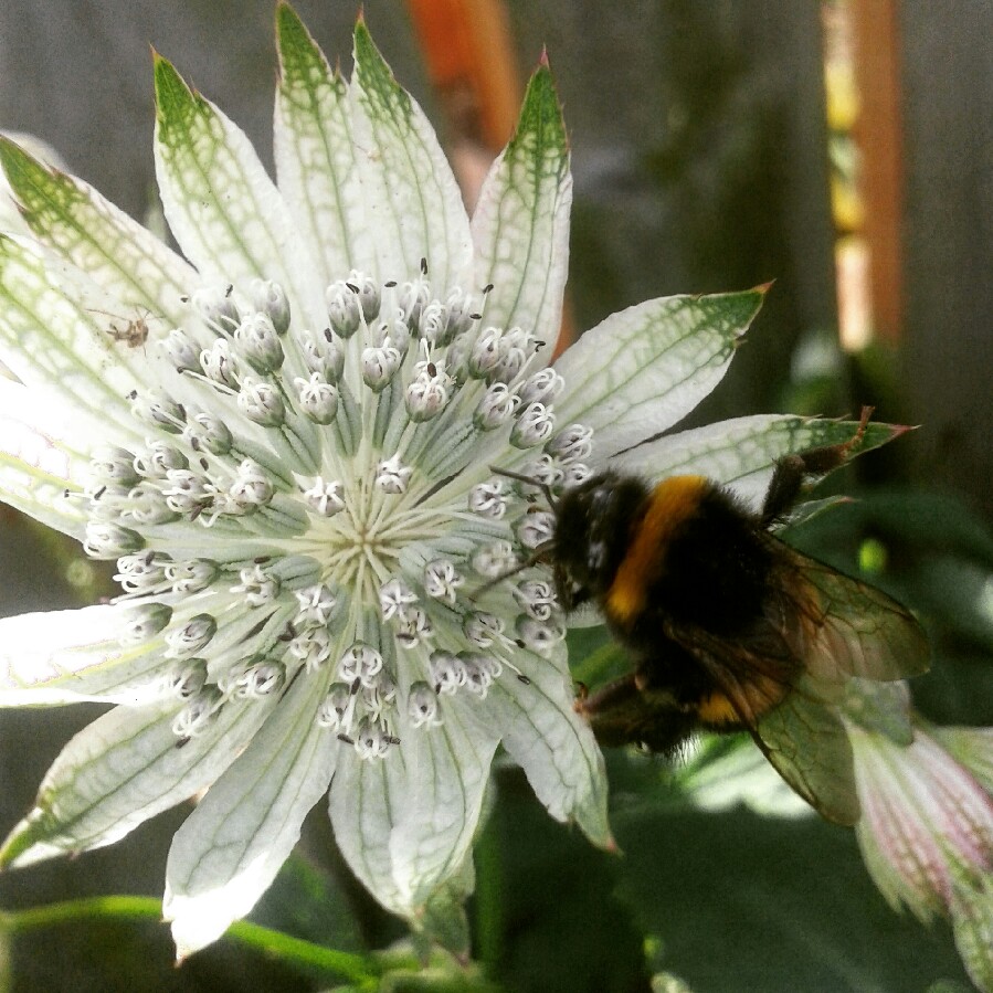 Astrantia major subsp. involucrata 'Shaggy'