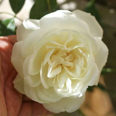 Rosa 'Climbing Iceberg'