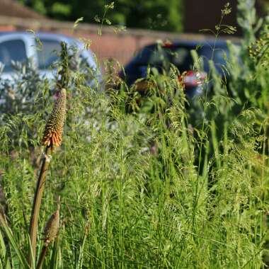 Deschampsia cespitosa 'Goldschleier'