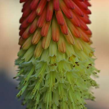 Kniphofia 'Nobilis' syn. Kniphofia uvaria 'Nobilis', Kniphofia uvaria var. nobilis