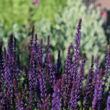 Salvia nemorosa 'Caradonna'