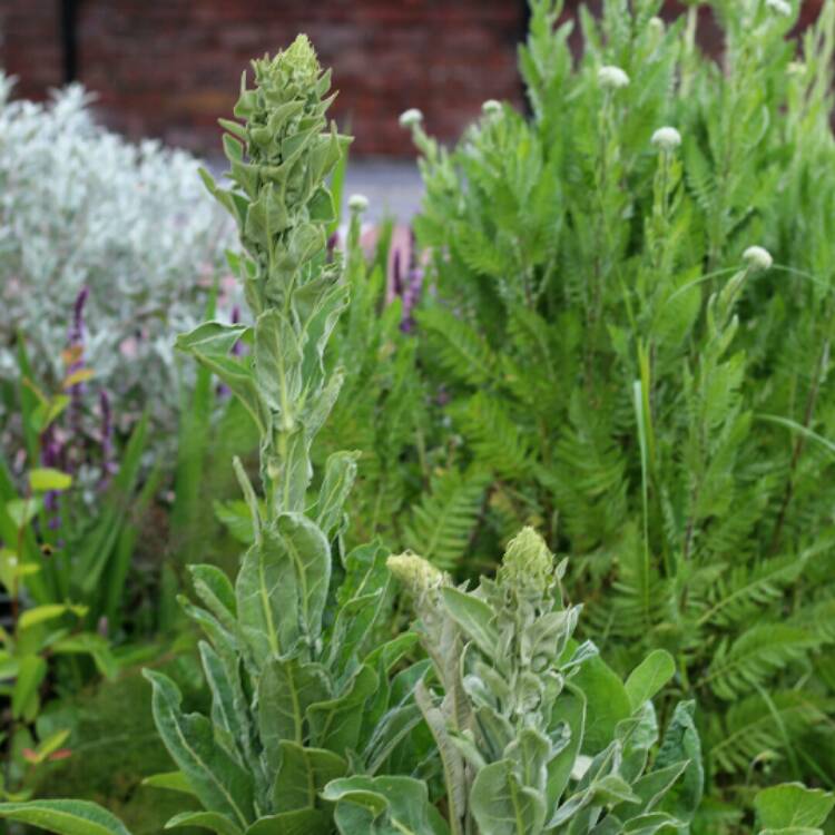 Plant image Verbascum olympicum