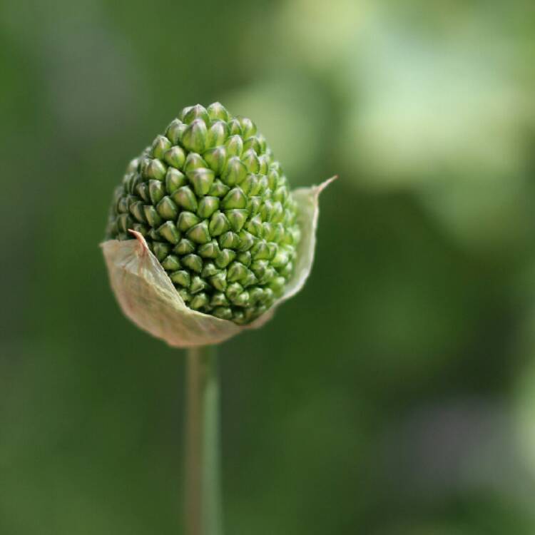 plant image 1336577