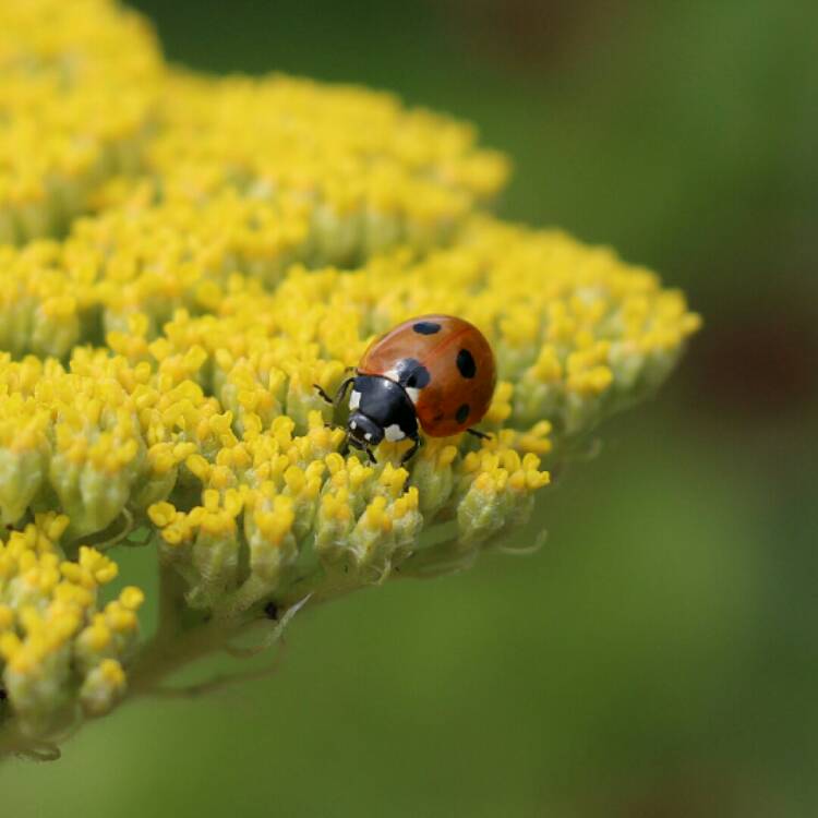 Plant image Achillea filipendulina 'Cloth of Gold'