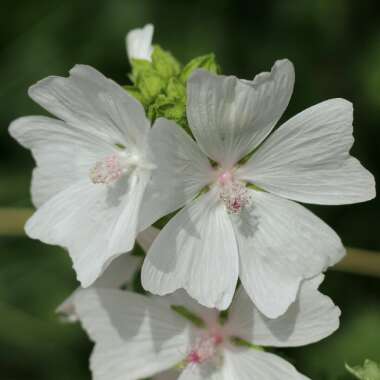 Malva Moschata Alba