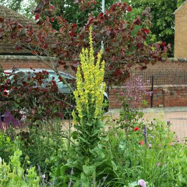 Verbascum olympicum