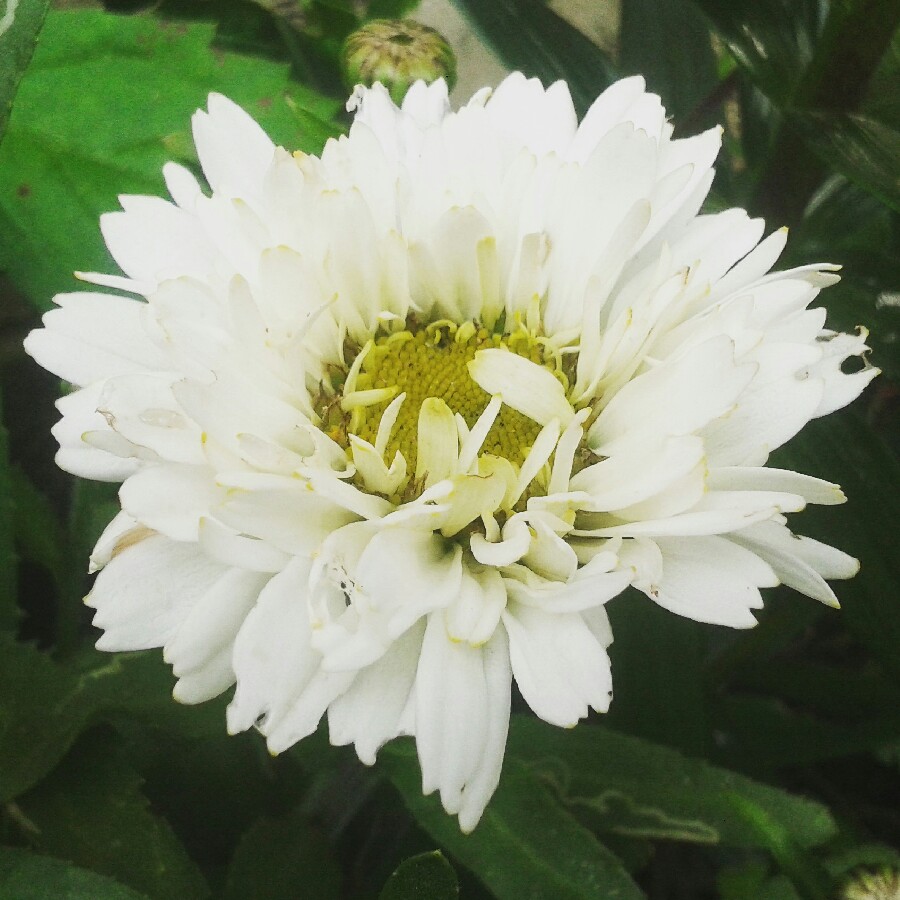 Plant image Leucanthemum x superbum 'Freak'