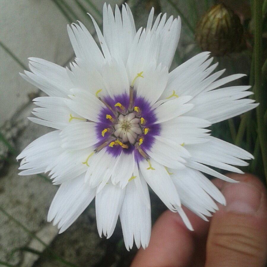 Catananche Caerulea Alba