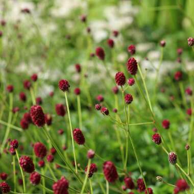 Sanguisorba officinalis